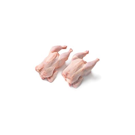 Pollos picantones frescos