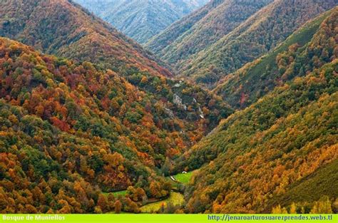 Paisaje del Bosque de Muniellos
