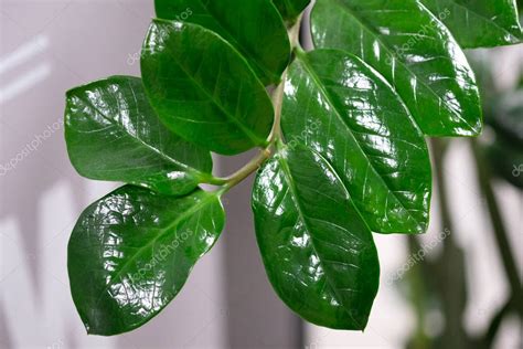 Plantas de interior con hojas brillantes