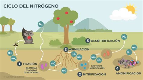 Esquema del ciclo del nitrógeno con participación de legumbres