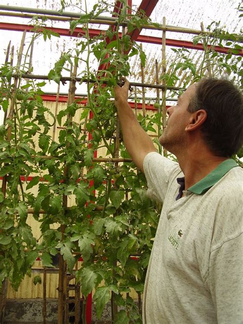 Tomatera creciendo en invernadero con soporte