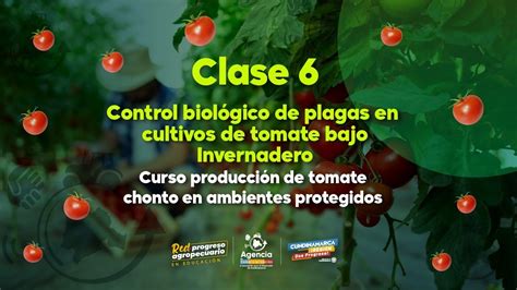 Control de plagas biológico en tomate