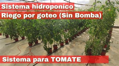 Sistema de cultivo hidropónico para tomates
