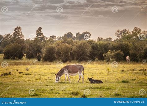 Granja de burras en Zasavica, Serbia
