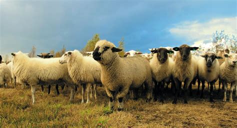 Ovejas de la raza autóctona del Ampurdán