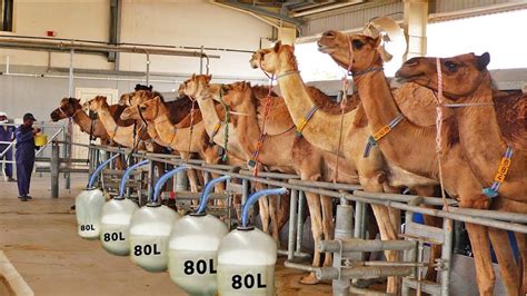 Ordeño de camellas en una granja