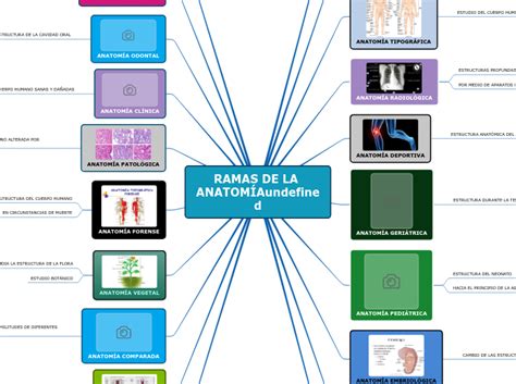 Esquema de las principales ramas de la anatomía