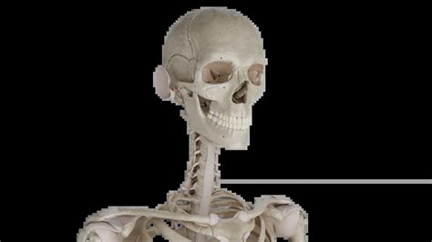 Esqueleto humano con énfasis en la cabeza y el cuello
