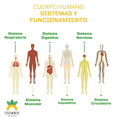 Diagrama de los principales sistemas del cuerpo humano