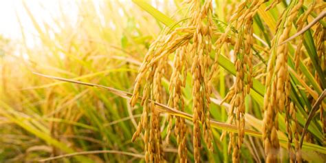 Campo de arroz integral cultivado