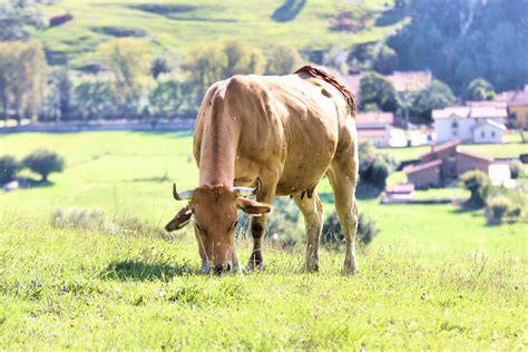 ejemplar de raza Asturiana de los Valles pastando en montaña