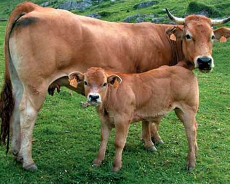 esquema de las características físicas de la vaca Asturiana de los Valles