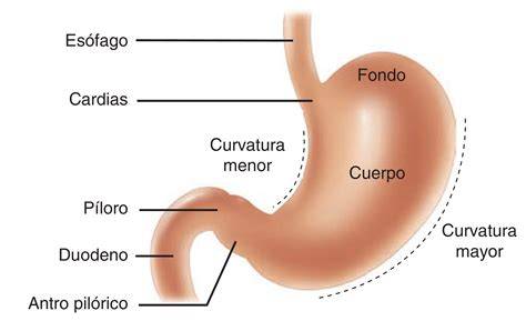 Imagen detallada de la ubicación del estómago bajo el diafragma y la caja torácica