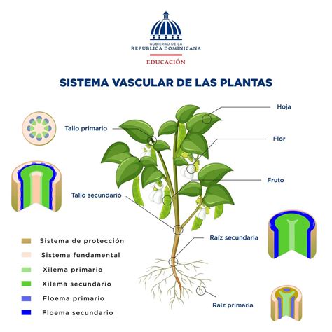 Esquema general del sistema vascular en una planta