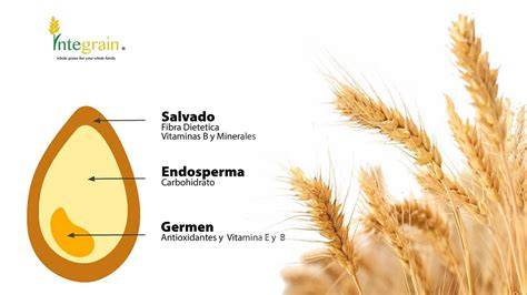Comparativa visual entre grano de trigo y grano de espelta