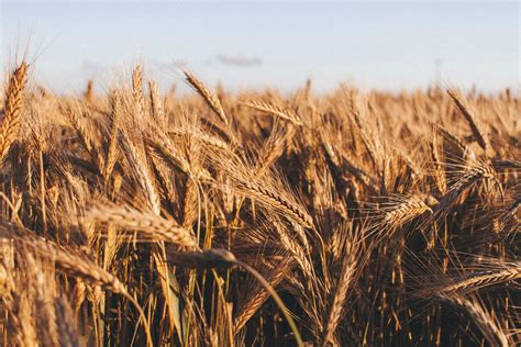 campo de cultivo de trigo espelta