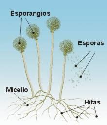 Esquema de las hifas y el micelio del moho penetrando en una fruta