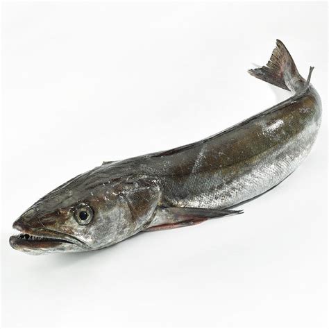 Merluza fresca en una pescadería