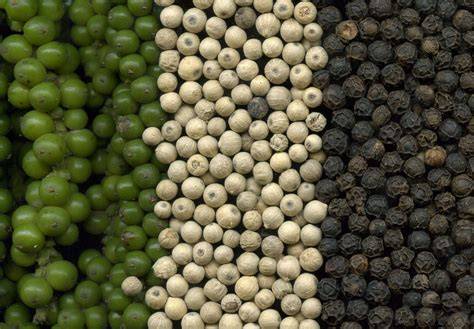Esquema del árbol de pimienta (Piper nigrum) mostrando las diferentes etapas de maduración de las bayas que dan origen a la pimienta verde, negra y blanca.