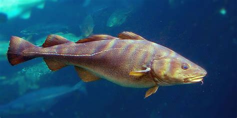 Foto de bacalao fresco