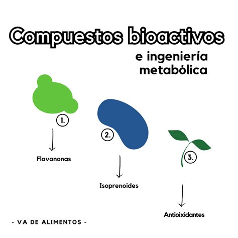 Procesos de extracción de compuestos bioactivos del brócoli