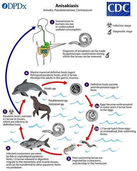 Ciclo de vida del Anisakis