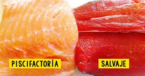 Diferencias entre salmón salvaje y de piscifactoría