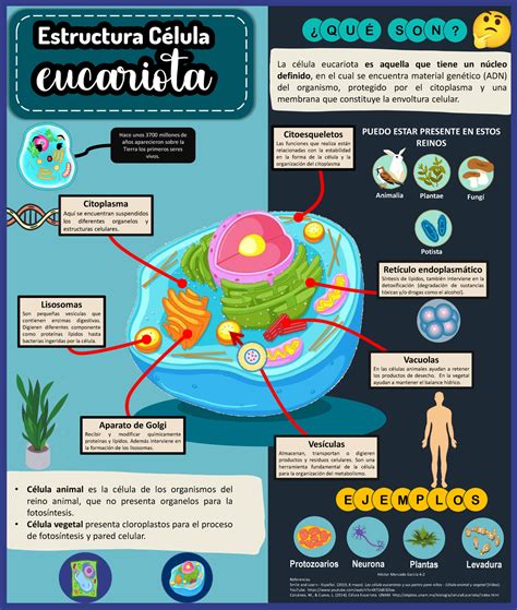 Infografía sobre la estructura del sistema sanitario catalán