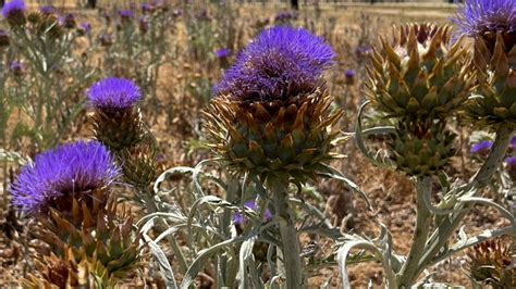 Campo de cardos Cynara cardunculus
