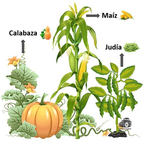 Esquema de asociación de cultivos maíz y alubia