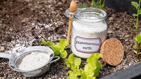Trucos caseros para conservar patatas: manzanas, hierbas y tierra de diatomeas