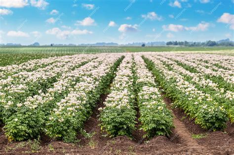 Campo de cultivo de patatas en floración