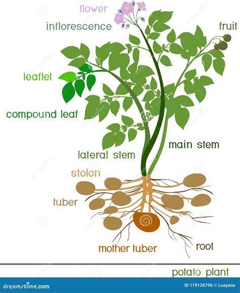 Esquema anatómico de la planta de patata y sus tubérculos