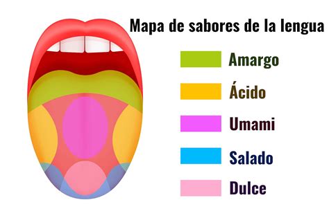 Mapa de la lengua con las zonas de sabor