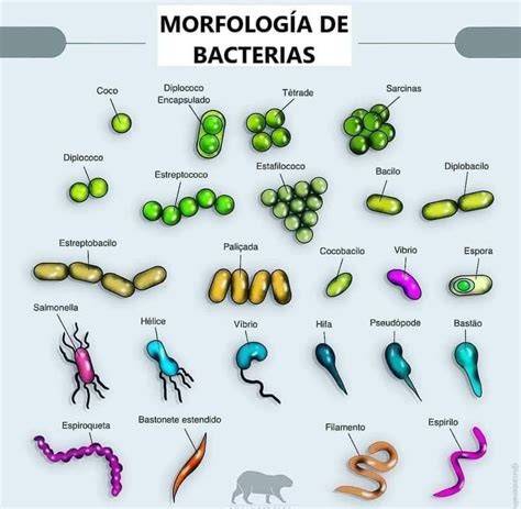 Esquema de las diferentes bacterias probióticas presentes en los fermentos