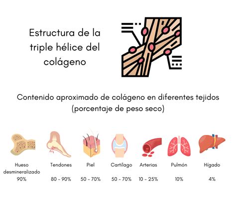 Estructura del colágeno en el cuerpo humano