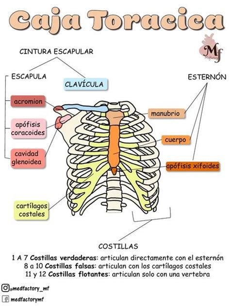 Esquema de la caja torácica y sus órganos protegidos