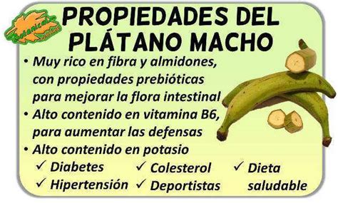 Plátano macho: propiedades y beneficios