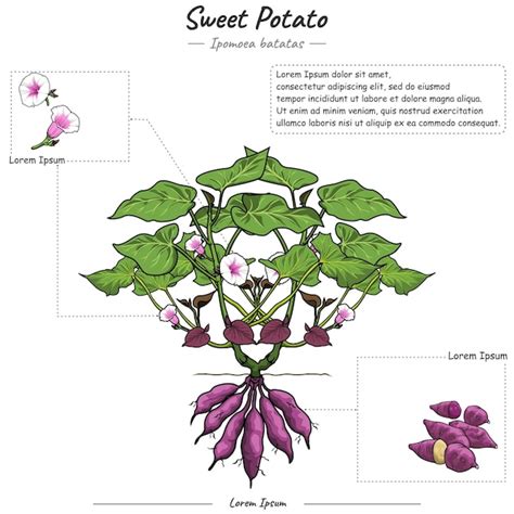 Ilustración botánica de la planta de Ipomoea batatas con sus hojas, flores y raíces tuberosas