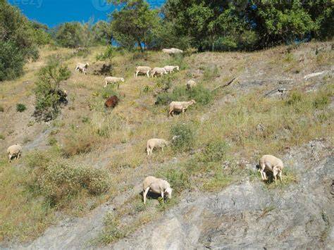 rebaño de ovejas Carranzanas pastando en una zona montañosa