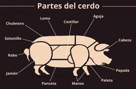 Esquema de las partes del cerdo destacando la ubicación del codillo