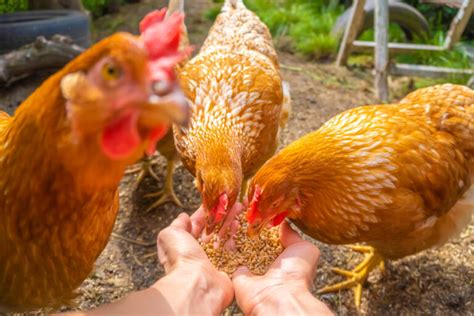 Gallinas comiendo huevos: causas