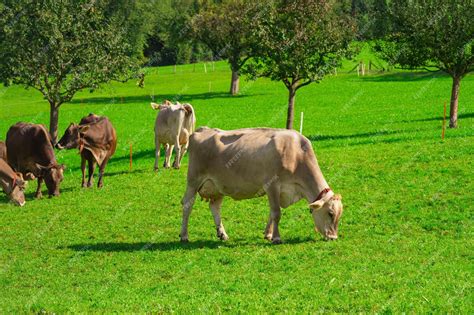 Vaca pastando en una dehesa