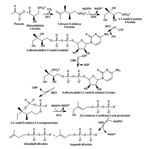 Esquema de la síntesis de carotenoides en zanahorias