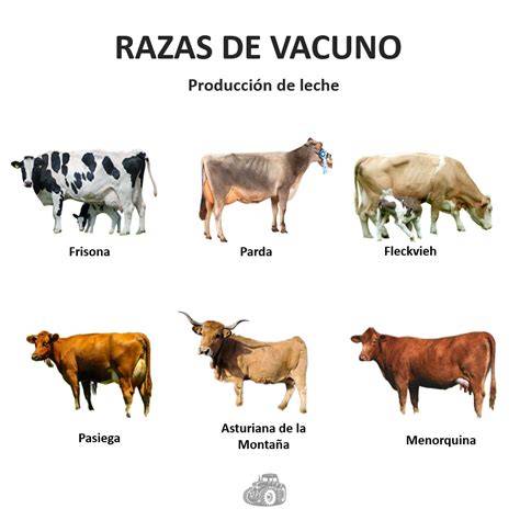 Tipos de animales productores de leche para queso