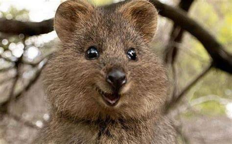 Quokka, el animal más feliz del mundo