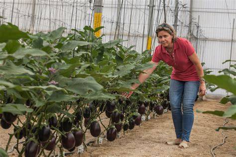 Plantación de berenjenas con tutores