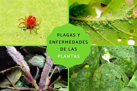 Ejemplos de plagas comunes en el cultivo de berenjenas