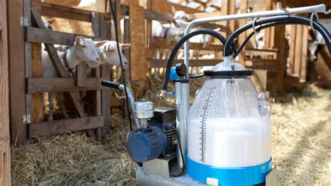 Productos cosméticos a base de leche de cabra, como cremas y jabones