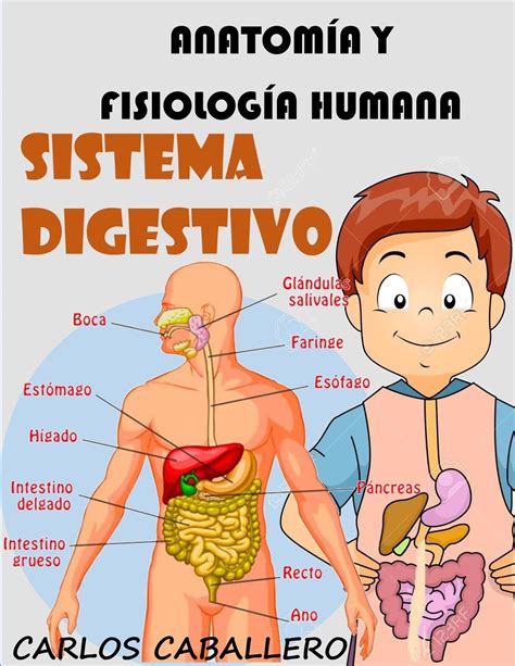 Sistema digestivo y flatulencias
